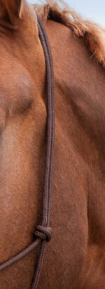 Knotenhalfter NORTON - Doux - Image 5