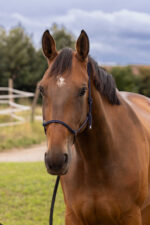 Knotenhalfter NORTON - Doux - Image 10