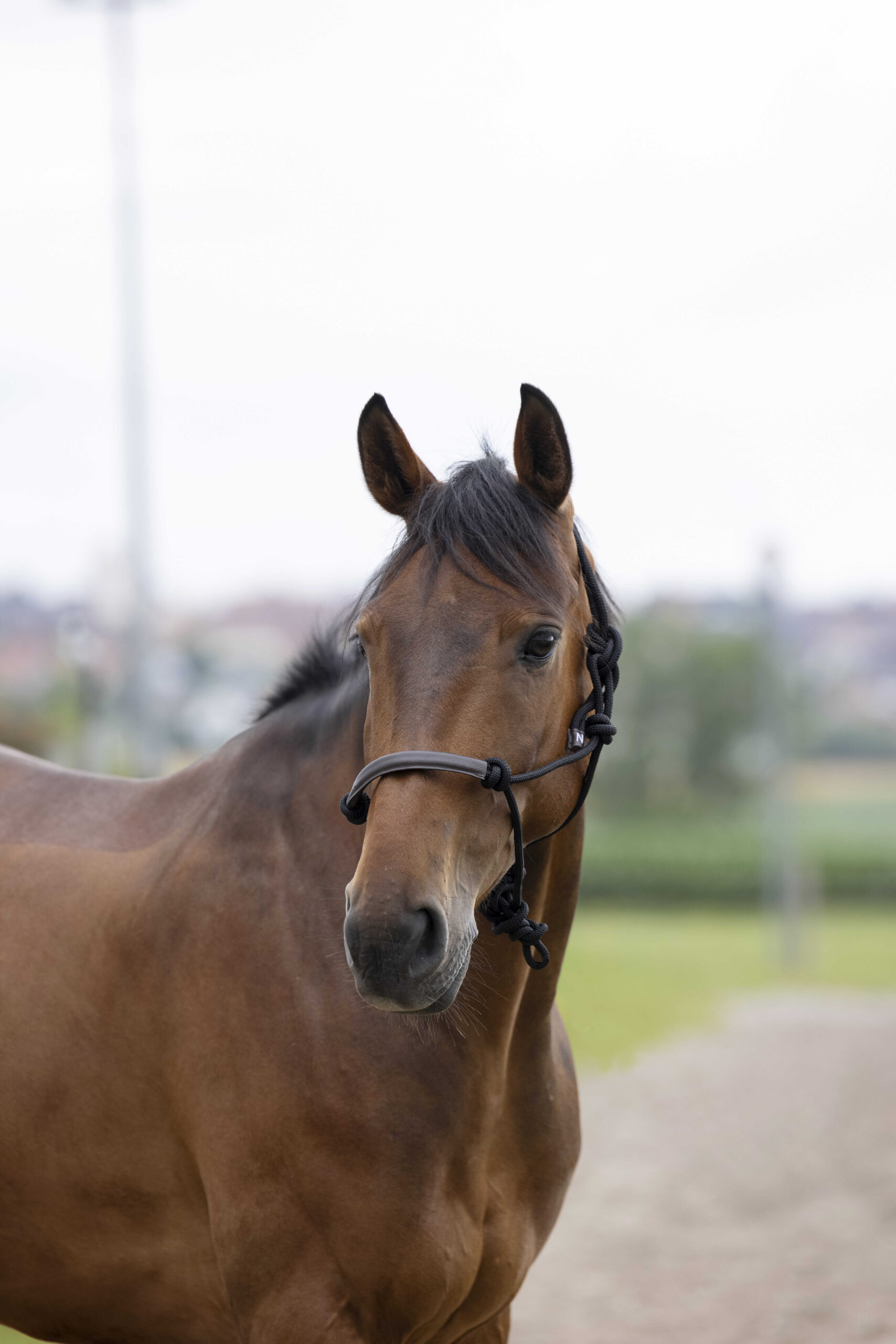 Knotted Halter NORTON - Rope/Synthetic