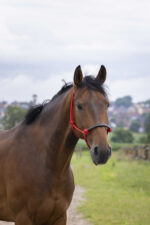 Knotted Halter NORTON - Rope/Synthetic - Image 3