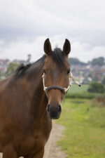 Knotted Halter NORTON - Rope/Synthetic - Image 5