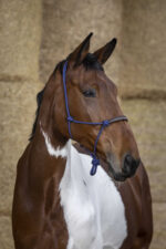 Knotted Halter NORTON - Rope/Synthetic - Image 7