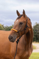 Knotenhalfter + Strick NORTON - Fun colour - Image 5