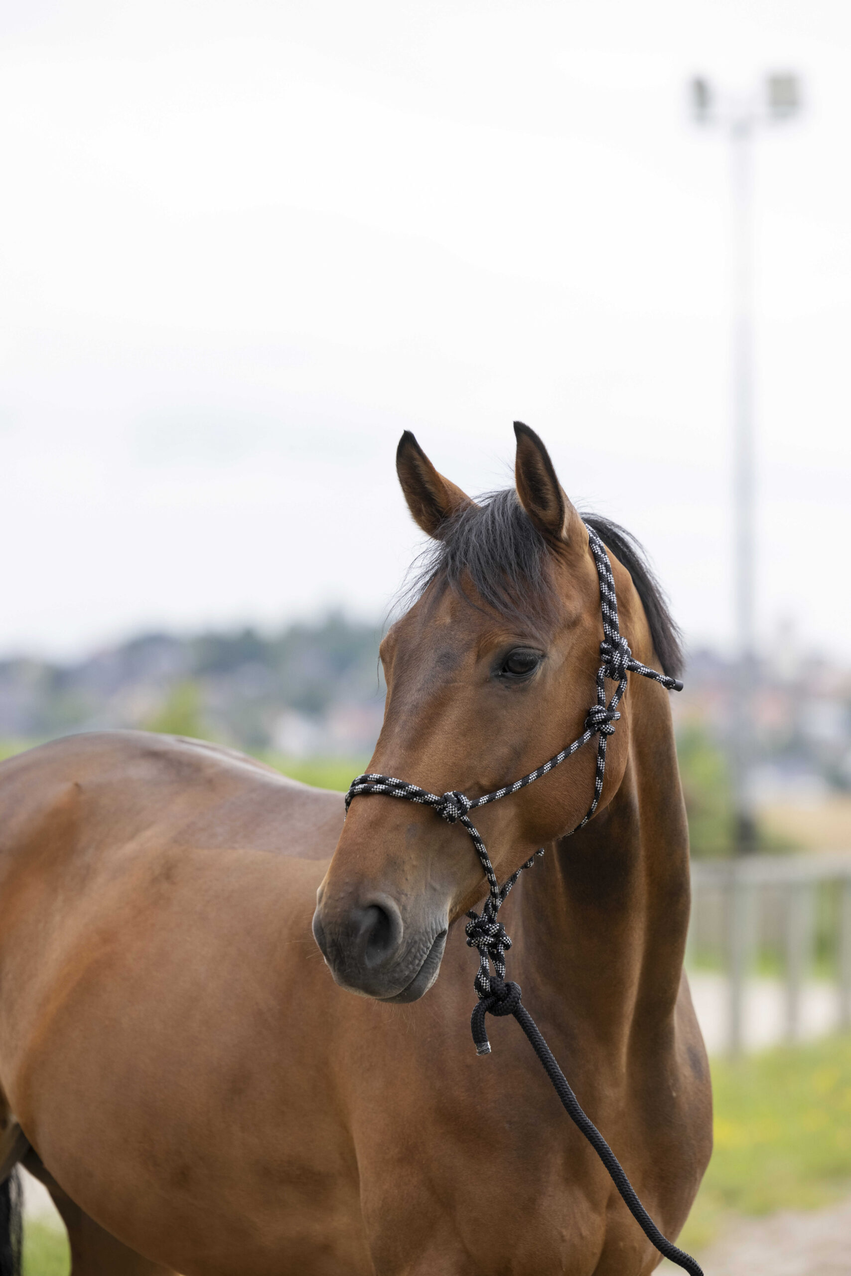 Knotted halter + rope NORTON - Eco