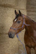 Knotted halter + rope NORTON - Eco - Image 5