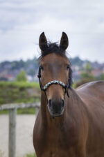 Knotenhalfter NORTON - Pearl