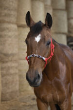 Knotenhalfter NORTON - Pearl - Image 3