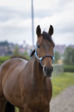 Knotenhalfter NORTON - Pearl - Image 5