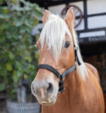 NORTON Coldblood Halter