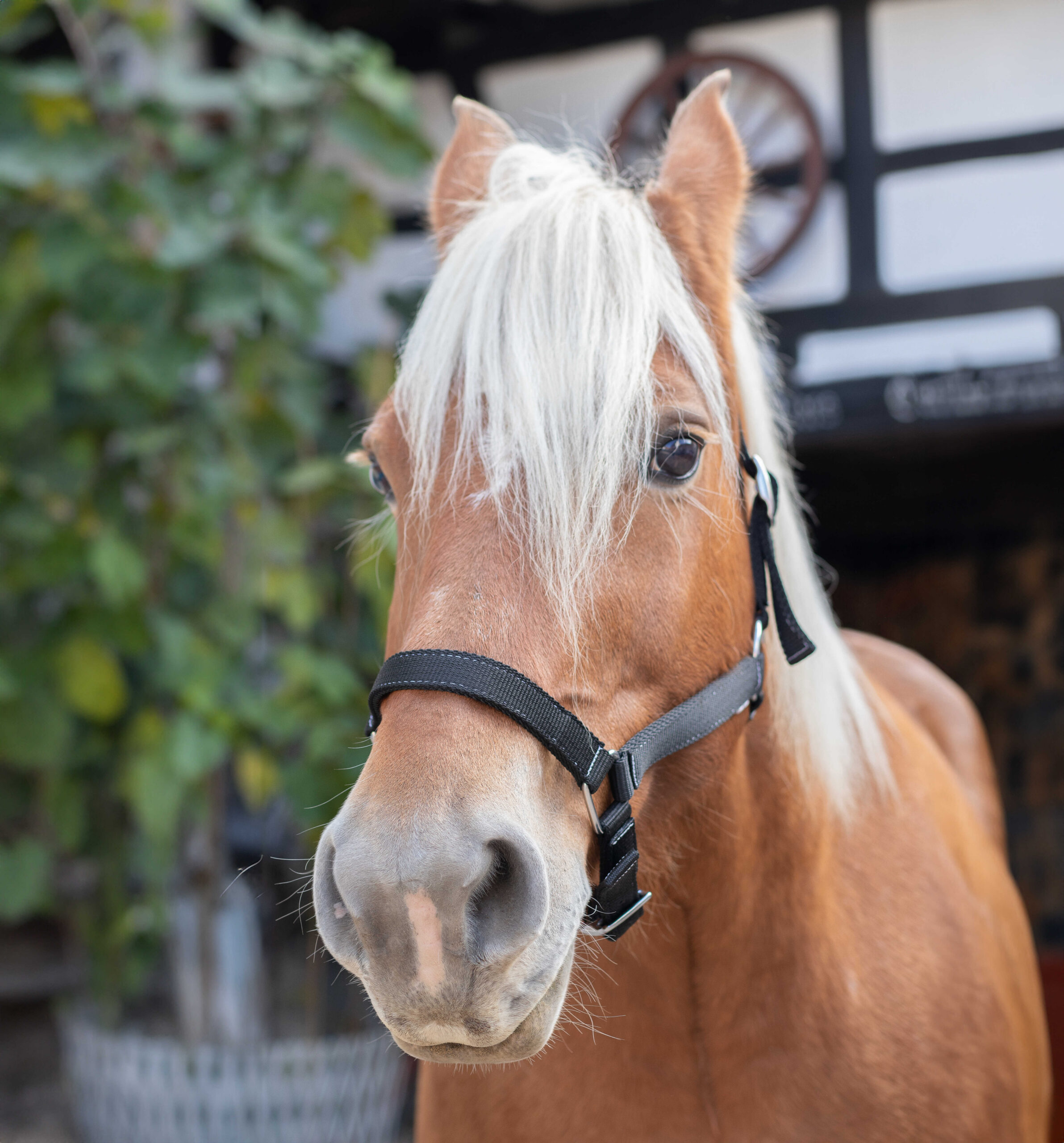NORTON Coldblood Halter
