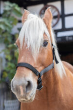 NORTON Coldblood Halter - Image 2