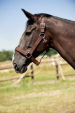 NORTON Coldblood Halter - Image 3