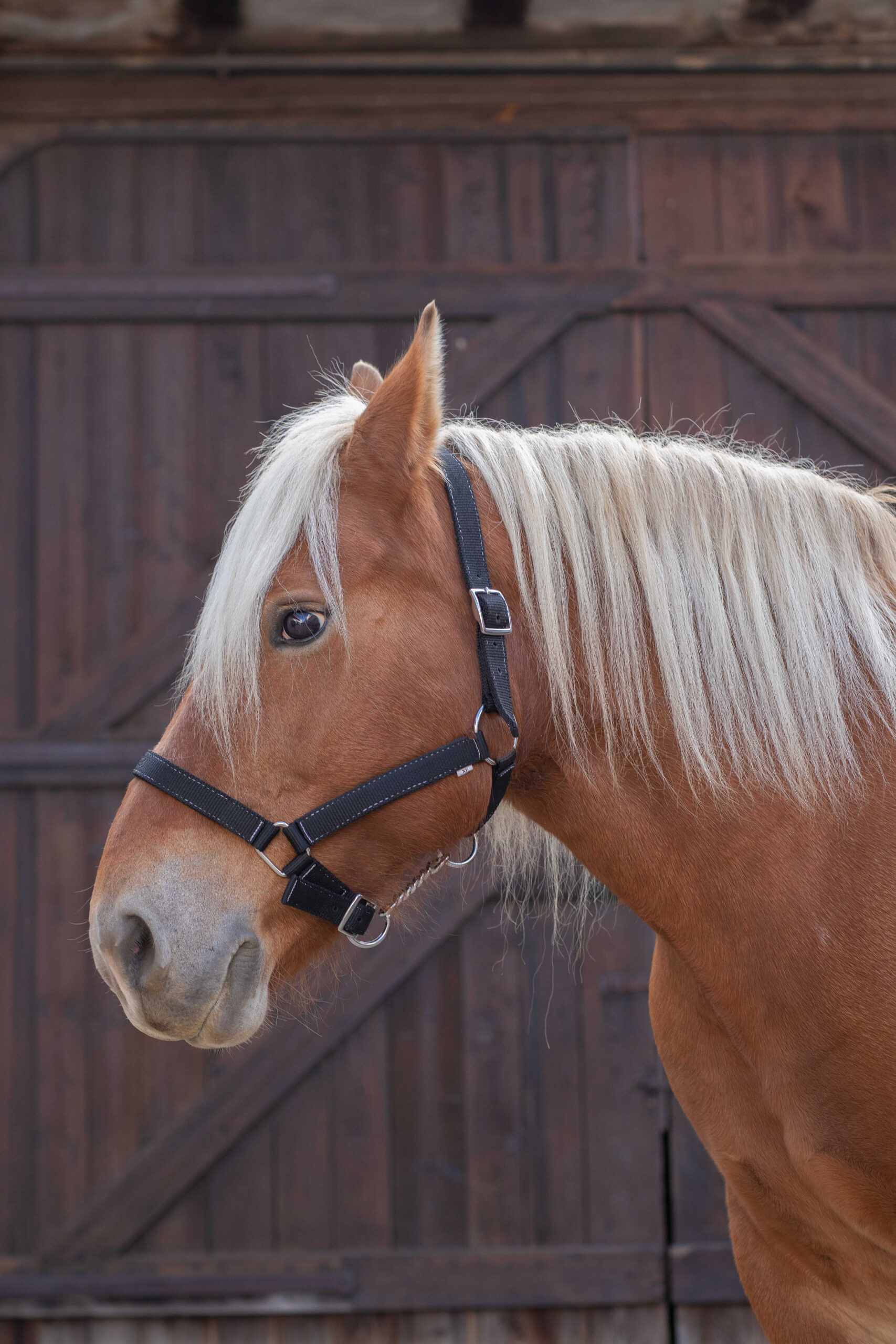 510194002_ambi_1 NORTON halter for cold-blooded horses - Image 1