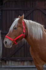 NORTON halter for cold-blooded horses - Image 2
