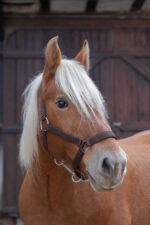 NORTON halter for cold-blooded horses - Image 4