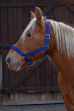 NORTON halter for cold-blooded horses - Image 5