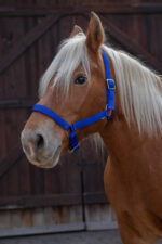 NORTON halter for cold-blooded horses - Image 6