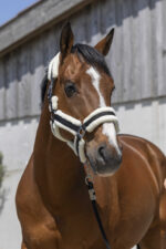 NORTON Halter - Cosy