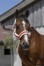 NORTON Halter - Cosy - Image 2