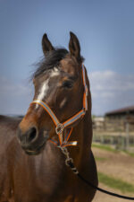 NORTON Halter -Nylon Soft- - Image 9