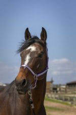 NORTON Halter -Nylon Soft- - Image 10