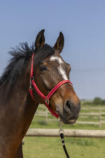 Halfter NORTON - Grooming - Image 3