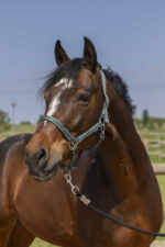 Halfter NORTON - Grooming - Image 9