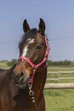 Halfter NORTON - Grooming - Image 10