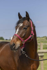 Halfter NORTON - Grooming - Image 11