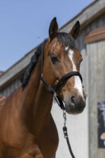 Licol NORTON - Satine