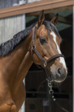 Licol NORTON - Satine - Image 2