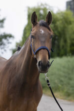 Licol NORTON - Satine - Image 3