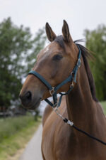 Licol NORTON - Satine - Image 4