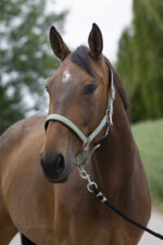 Licol NORTON - Satine - Image 5