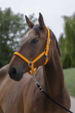 Licol NORTON - Satine - Image 6