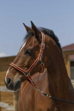 Licol NORTON - Satine - Image 8