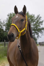 Licol NORTON - Satine - Image 9