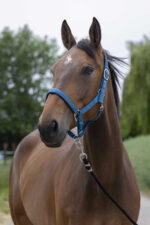 Licol NORTON - Satine - Image 11