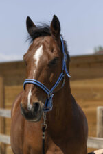 Licol NORTON - Satine - Image 12