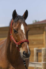 Licol NORTON - Satine - Image 13