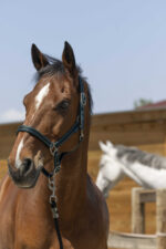 Licol NORTON - Satine - Image 14