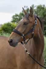 NORTON - Large - Headcollar + Lead Rope