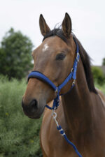 NORTON - Large - Headcollar + Lead Rope - Image 2