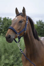 NORTON - Large - Headcollar + Lead Rope - Image 3