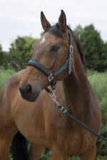 NORTON - Large - Headcollar + Lead Rope - Image 4