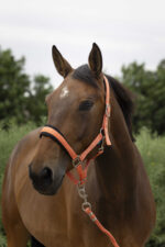 NORTON - Large - Headcollar + Lead Rope - Image 5