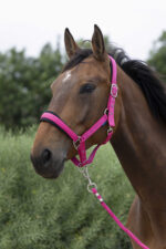 NORTON - Large - Headcollar + Lead Rope - Image 6