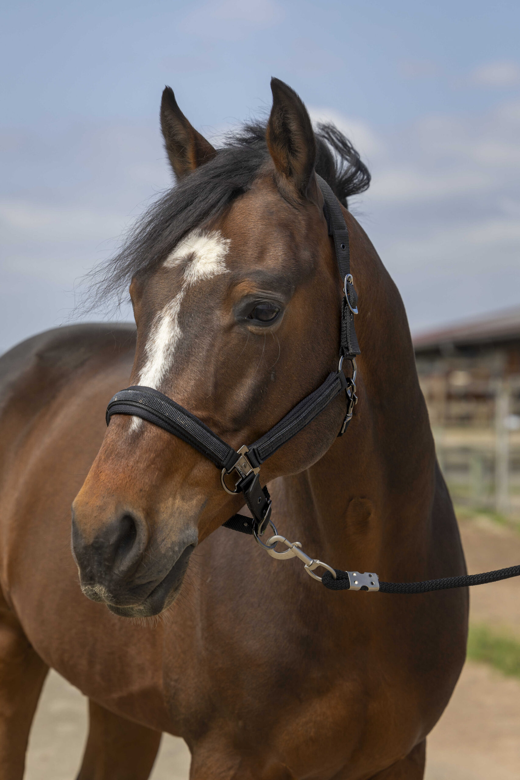 EQUITHÈME Halter - Nylon Rhinestone