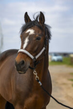 EQUITHÈME Halter - Nylon Check