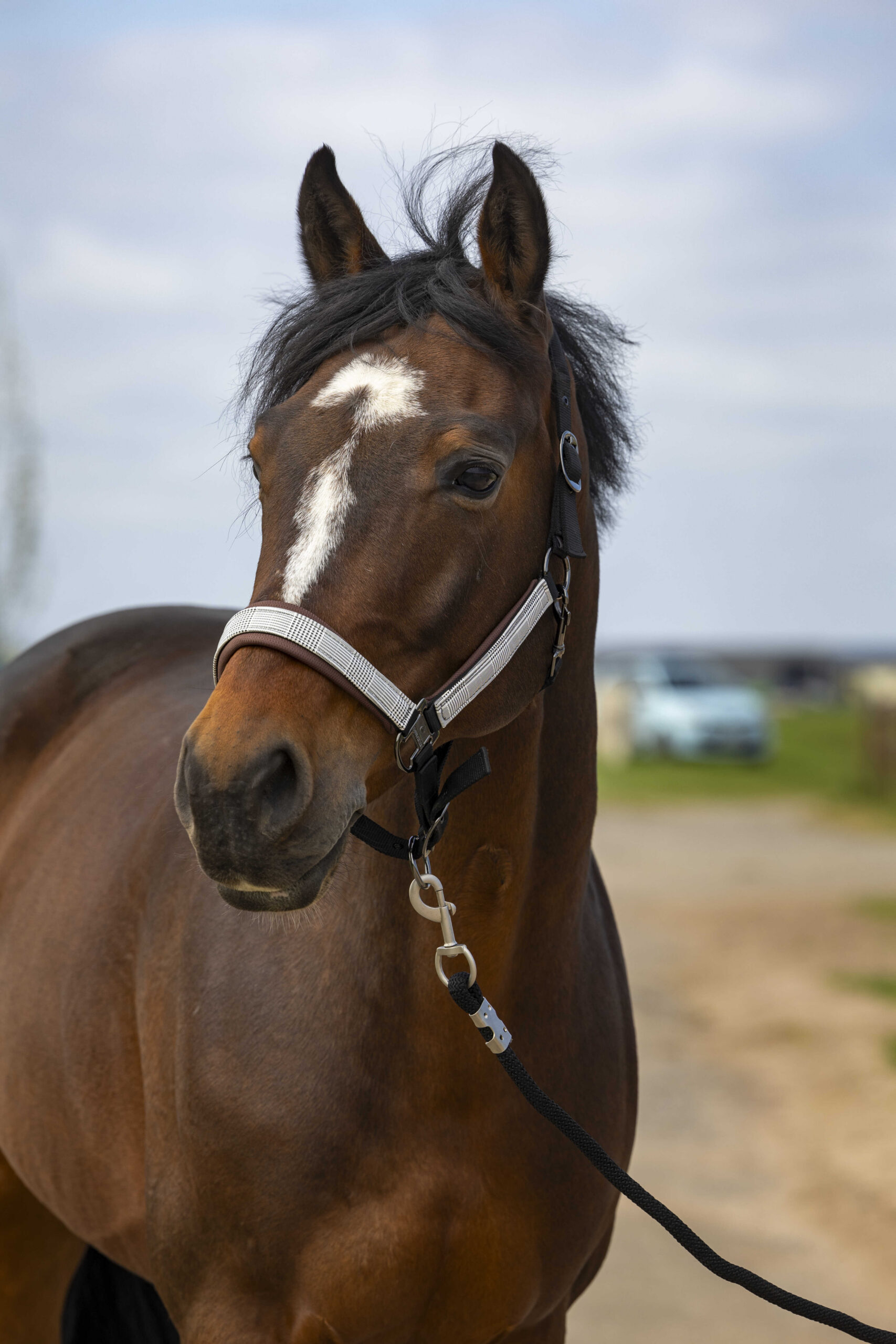 EQUITHÈME Halter - Nylon Check